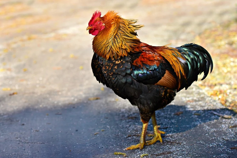 a rooster standing on the side of a road, a photo, by Jan Rustem, shutterstock, colorful high contrast, full of golden layers, malaysian, very sharp and detailed photo