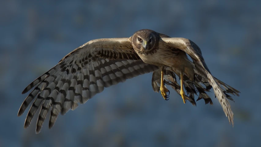 a bird that is flying in the air, a portrait, by Juergen von Huendeberg, flickr, big shiny eyes, tim hildebrant, hawk wings, an olive skinned