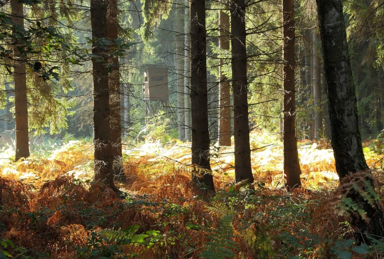 a forest filled with lots of tall trees, by Dietmar Damerau, flickr, land art, mushroom hut in background, autumn sunlights, dense coniferous forest. spiders, camera obscura