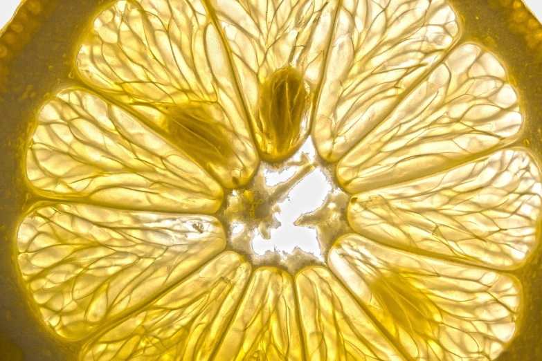 a close up of a slice of lemon, a microscopic photo, art nouveau, volumetric sunlight, highly detailed product photo, jelly, inside the flower