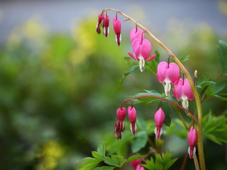 a close up of a plant with pink flowers, a picture, by Rainer Maria Latzke, shutterstock, red hearts, bells, long petals, wide shot photo