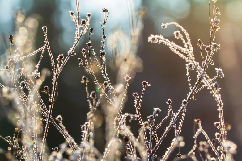 a close up of a plant with water droplets on it, inspired by Arthur Burdett Frost, naturalism, warm sunlight shining in, branches and twigs, with frozen flowers around her, meadow