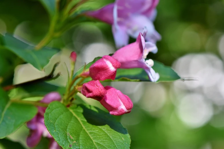 a close up of a pink flower with green leaves, a macro photograph, shutterstock, romanticism, salvia droid, bells, apple blossoms, 7 0 mm photo