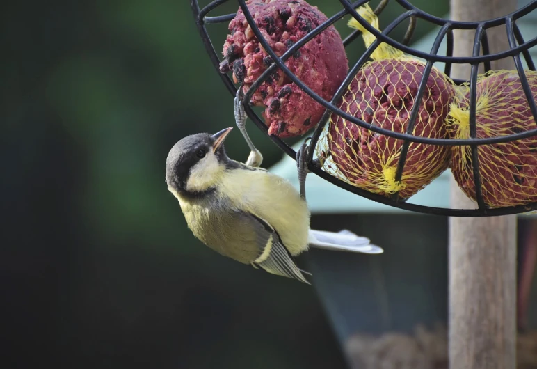 a bird is eating from a bird feeder, a photo, orb, high res photo, mesh, snacks