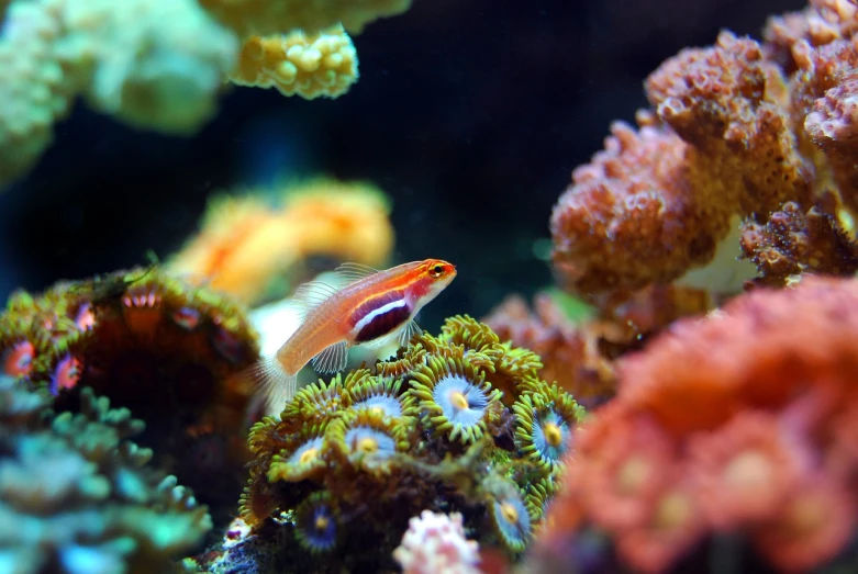 a small fish sitting on top of a coral, renaissance, aquarium, red and orange colored, professional closeup photo, avian