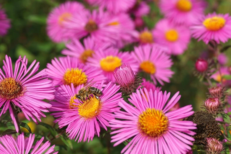 a close up of a bunch of purple flowers, pink bees, autumn, closeup photo