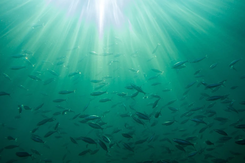 a large group of fish swimming in the ocean, a picture, light and space, hazy light rays, matthew williams, green ocean, michael bair