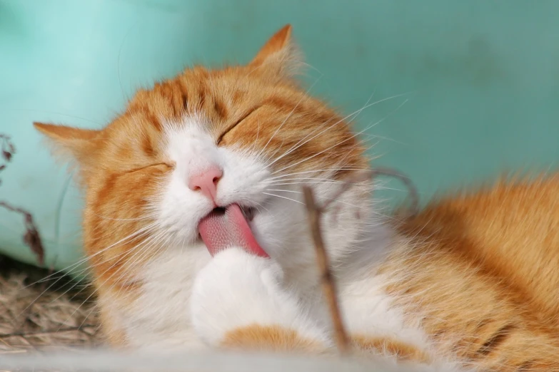 a close up of a cat with its tongue out, a picture, by Yi Jaegwan, shutterstock, relaxing after a hard day, wallpaper - 1 0 2 4, orange cat, licking out