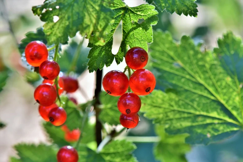a close up of some red berries on a tree, a digital rendering, by Karl Völker, shutterstock, hot summer sun, closeup photo, stock photo