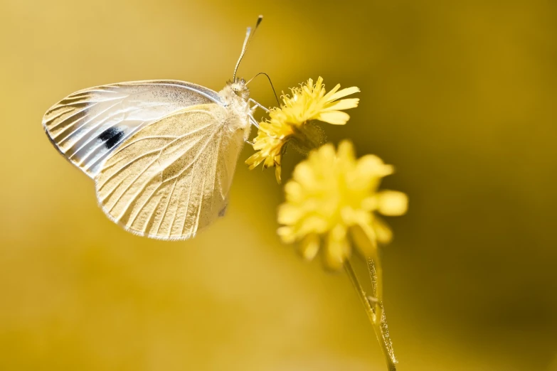 a butterfly sitting on top of a yellow flower, minimalism, albino, getty images, hairs fluttering on the wing, computer wallpaper