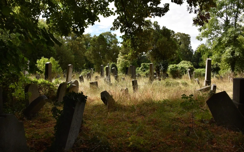 a cemetery surrounded by tall grass and trees, by Julian Allen, barnet, overgrown, late summer evening, old cemetery