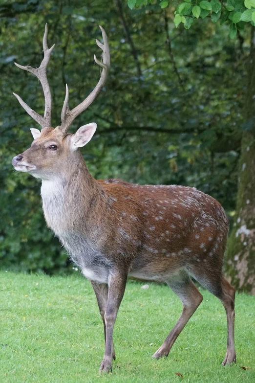 a deer standing on top of a lush green field, a picture, by Robert Brackman, mature male, very ornamented, dappled, over the shoulder