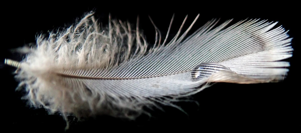 a close up of a feather on a black background, a macro photograph, by Jan Rustem, pexels, hurufiyya, rip and tear, silver wings, side view close up of a gaunt, 3 4 5 3 1