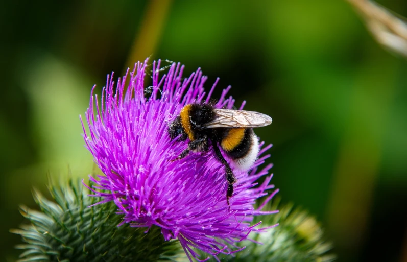 a bee sitting on top of a purple flower, by Robert Brackman, shutterstock, in scotland, vibrant vivid colors, tufty whiskers, stock photo