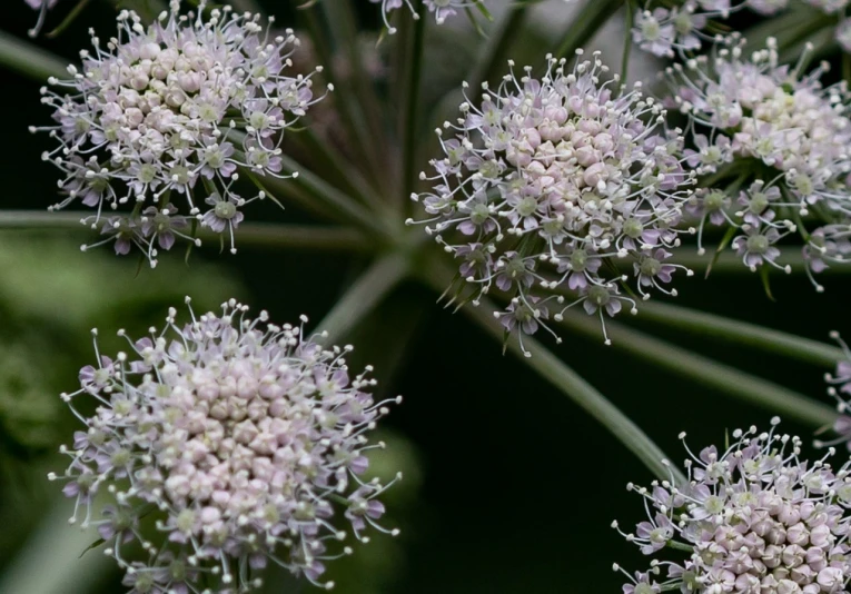 a close up of a bunch of white flowers, hurufiyya, intricate fractals, hemlocks, on a gray background, violet polsangi