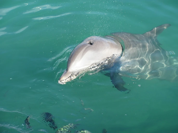 a dolphin that is swimming in the water, hurufiyya, abel tasman, high angle close up shot, little shy smile, portlet photo