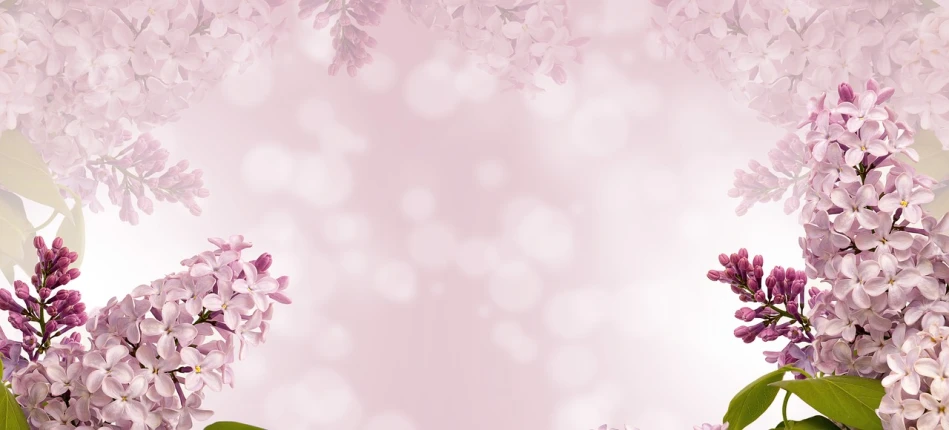 a close up of a bunch of purple flowers, by Anna Füssli, trending on pixabay, digital art, light pink background, banner, sakura bloomimg, full view blank background