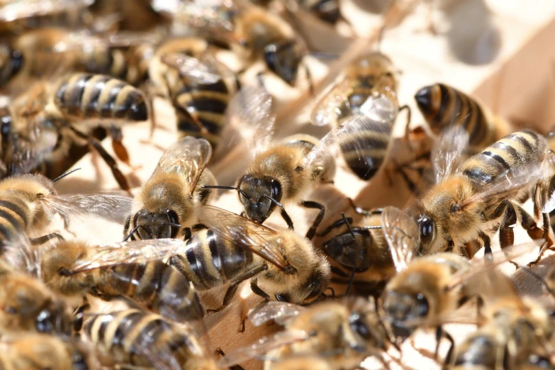 a bunch of bees sitting on top of each other, by Erwin Bowien, shutterstock, closeup 4k, corps scattered on the ground, 🦩🪐🐞👩🏻🦳, warm sunshine