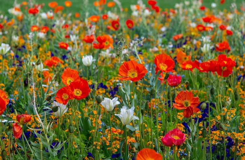 a field filled with lots of different colored flowers, by Erwin Bowien, color field, orange and white, high quality product image”