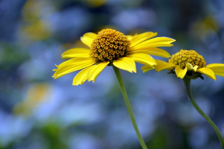 a couple of yellow flowers sitting next to each other, a portrait, by Linda Sutton, flickr, giant daisy flower over head, narrow depth of field, cone, tall thin