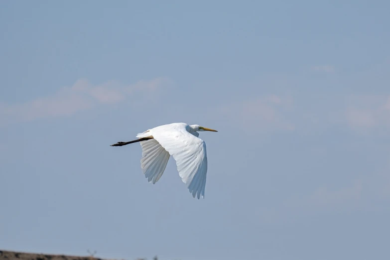 a white bird flying through a blue sky, heron, side view from afar, 5 5 mm photo, turkey