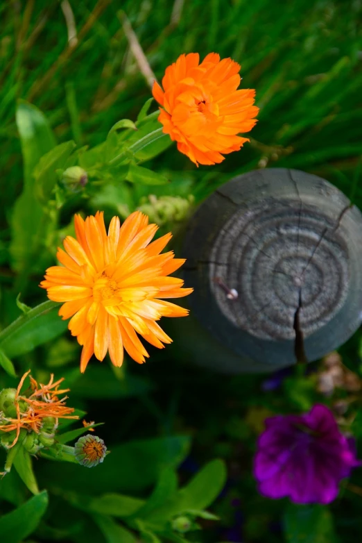 a couple of orange flowers sitting on top of a lush green field, a picture, by Jan Rustem, vanitas, gardening, a wooden, burst of colour, in the garden