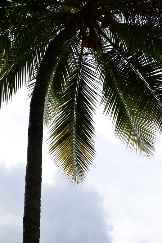 a person sitting on a bench under a palm tree, hurufiyya, view from below, colombian, broad detail, on a cloudy day