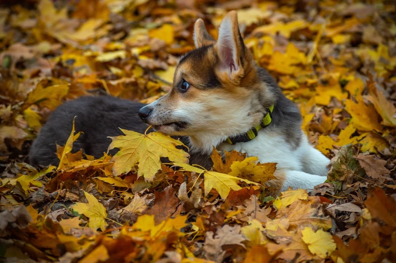 a dog that is laying down in the leaves, by Maksimilijan Vanka, corgi cosmonaut, alexey egorov, portrait of a handsome, color and contrast corrected