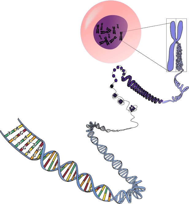 a diagram of the structure of a cell phone, an illustration of, by Siona Shimshi, flickr, digital art, morph dna, on a flat color black background, encyclopedia illustration, cartoon image