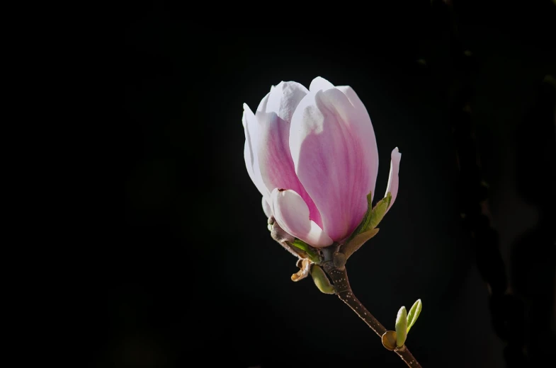 a close up of a flower on a twig, a macro photograph, renaissance, magnolia, against dark background, high detail product photo