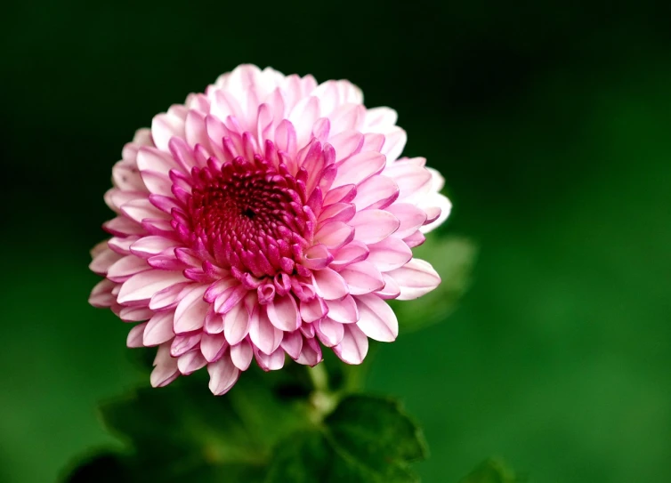 a close up of a pink flower with green leaves, by Jan Rustem, flickr, minimalism, chrysanthemum eos-1d, flowers background, various posed, tang mo
