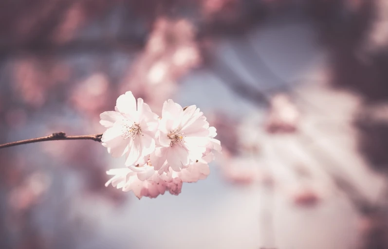 a close up of a flower on a tree, romanticism, pastel faded effect, sakura tree in background, high detail photo