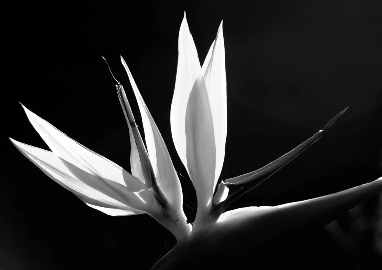 a black and white photo of a bird of paradise flower, a black and white photo, inspired by Edward Weston, flickr, fine art, trent parke, glowing flowers, bromeliads, white dove