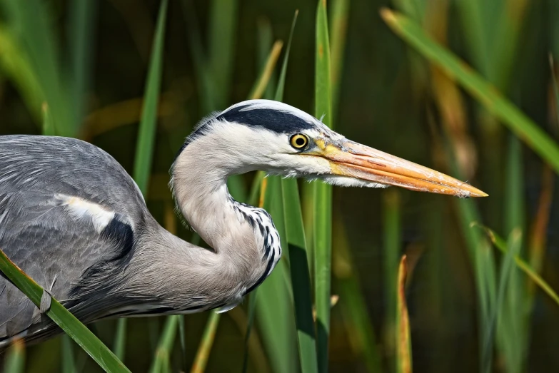 a close up of a bird with a long beak, a portrait, shutterstock, hurufiyya, fishing, very sharp photo