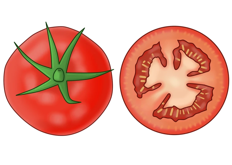 a tomato and a slice of tomato on a black background, an illustration of, hurufiyya, obverse and reverse, wikihow illustration, skindentation, star