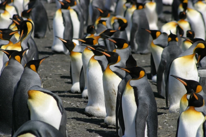 a large group of penguins standing next to each other, by Lorraine Fox, flickr, handsome man, many golden layers, stock photo, modern very sharp photo