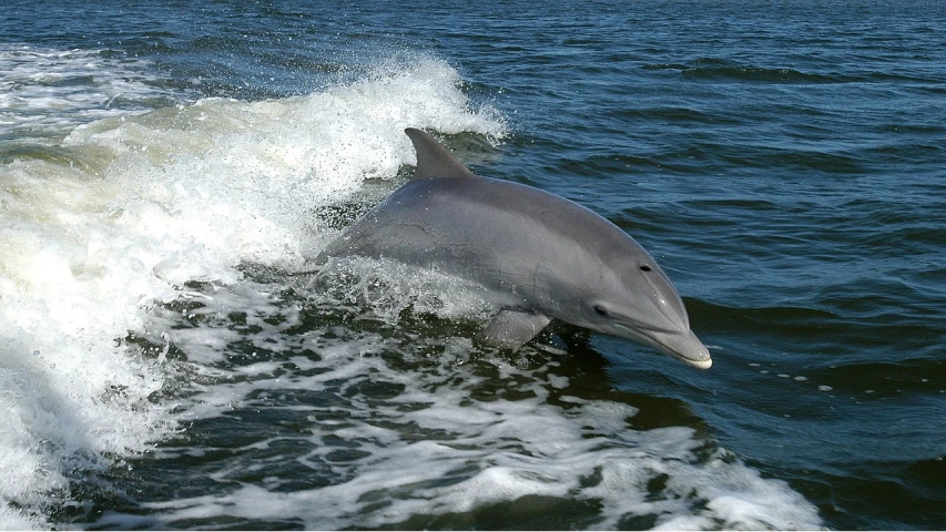 a dolphin riding a wave in the ocean, by Daniel Taylor, blank stare”, grain”