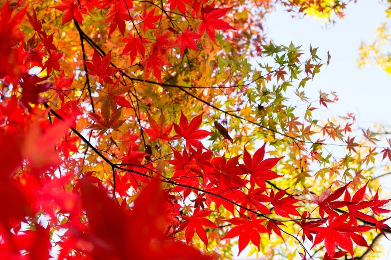 a close up of a tree with red leaves, a picture, by Maeda Masao, shutterstock, full of colour 8-w 1024, bottom angle, autumn maples, full of colour w 1024