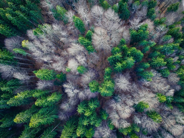 a bird's eye view of a forest, a stock photo, shutterstock, land art, spring winter nature melted snow, best on adobe stock, drone photograpghy, withering autumnal forest