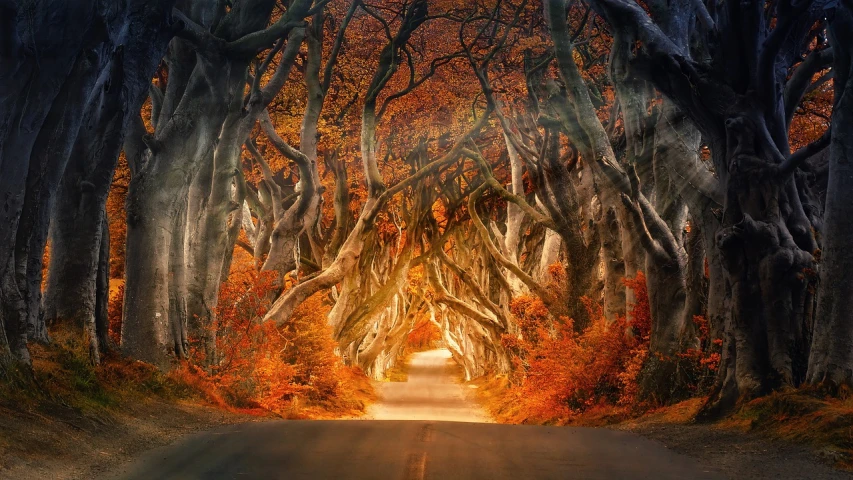 a tree lined road in the middle of a forest, inspired by Patrick Dougherty, pexels contest winner, digital art, orange and brown leaves for hair, from of thrones, 8k vertical wallpaper, an archway