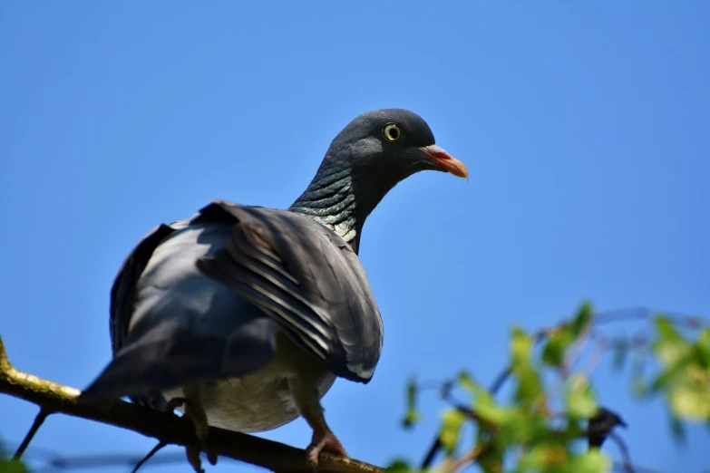 a pigeon sitting on top of a tree branch, a portrait, shutterstock, figuration libre, worm\'s eye view, beautiful sunny day, indigo, highly realistic photo