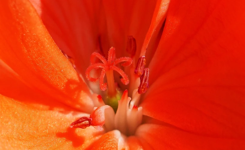 a close up view of an orange flower, a macro photograph, by Hans Schwarz, precisionism, all red, smooth tiny details, macro 8 mm, sunlit