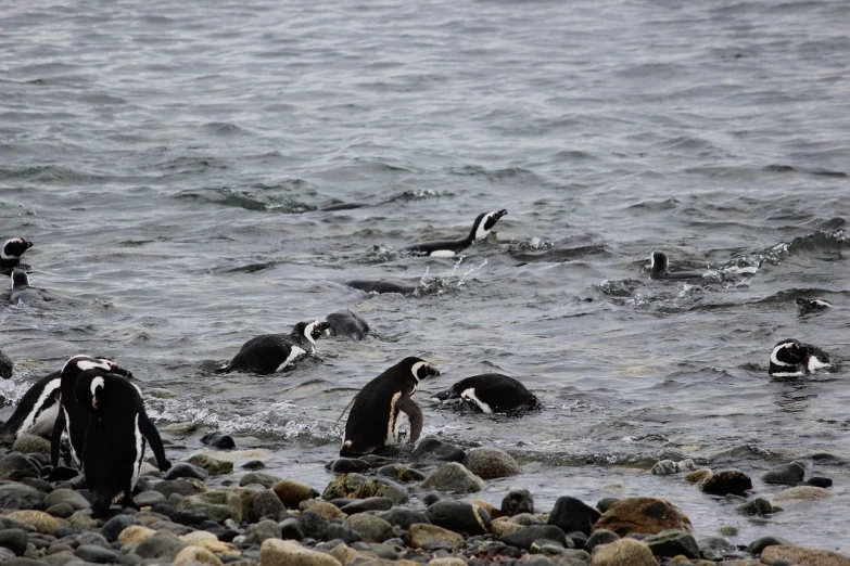 a group of penguins swimming in a body of water, by Dietmar Damerau, flickr, coming ashore, kneeling!!, chile, bubbles ”