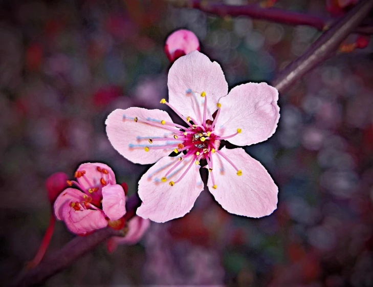 a close up of a pink flower on a tree, flickr, art photography, plum blossom, made with photoshop, 1 6 x 1 6, tim hildebrant