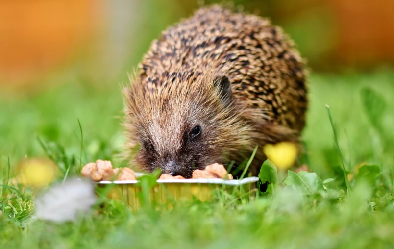 a hedge eating out of a bowl in the grass, by Marten Post, shutterstock, sonic hedgehog, closeup at the food, stock photo, very sharp photo