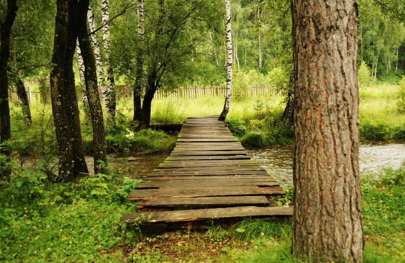 a wooden bridge in the middle of a forest, a picture, inspired by Ivan Shishkin, shutterstock, birch, stock photo