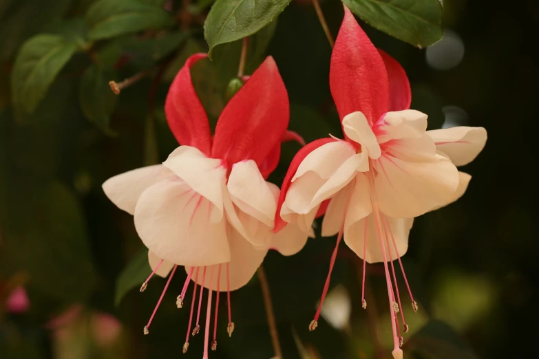 a couple of red and white flowers hanging from a tree, inspired by Edwin Dickinson, shutterstock, fuchsia, medium close-up shot, inside the flower, usa-sep 20