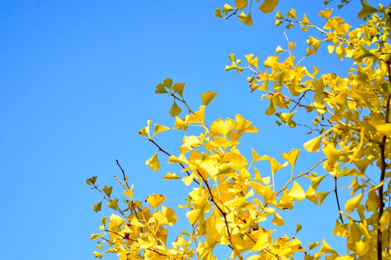 a tree with yellow leaves against a blue sky, a photo, by Tadashige Ono, shutterstock, kimitake yoshioka, ornamental, stock photo