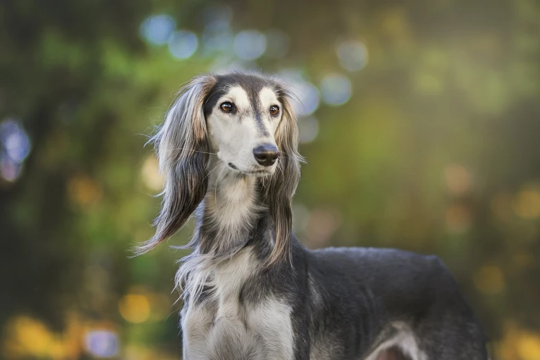 a dog that is standing in the grass, a portrait, inspired by Elke Vogelsang, trending on pixabay, arabesque, silver long hair, post-processed, with long hair, beautiful smooth oval head