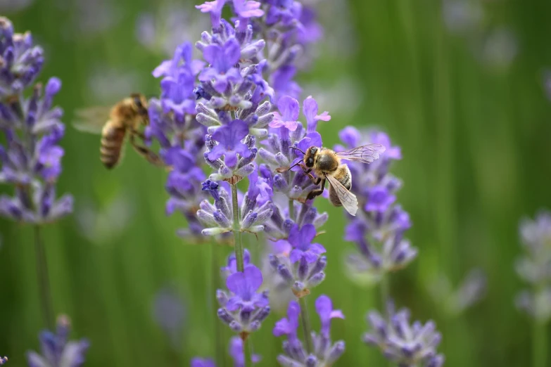 a couple of bees sitting on top of a purple flower, by Juergen von Huendeberg, shutterstock, lavender flowers, highly detailed picture, stock photo